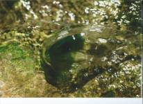 Christine LE GUYADEC - leguyadecc@gmail.com